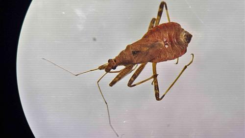 Himacerus apterus